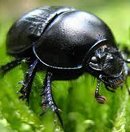 20 curiosidades sobre insetos