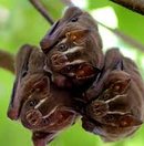 morcegos do brasil: espécies de morcegos brasileiros