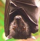 morcegos gigantes: 10 características
