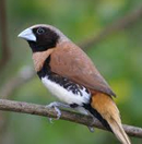 aves de raça e exóticas