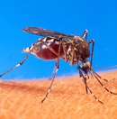 10 curiosidades sobre a dengue