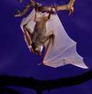 características dos morcegos mais conhecidos