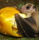 morcegos que comem frutas