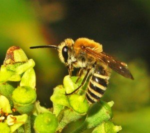 abelhas brasileiras