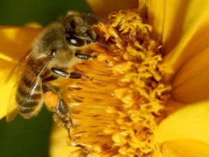 abelhas curiosidades