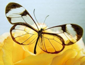 borboleta transparente