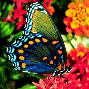 borboletas brasileiras