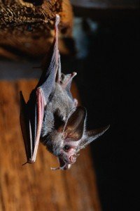 Morcego hematófago