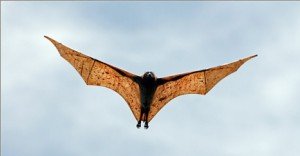 envergadura dos morcegos