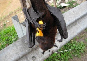 Morcegos Frugívoros