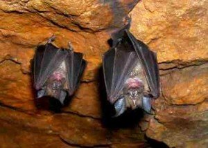 curiosidades sobre morcegos