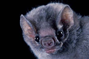 morcegos hematófagos