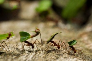 Formigas venenosas