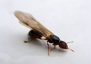Formiga voadora