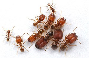 Espécies de formigas