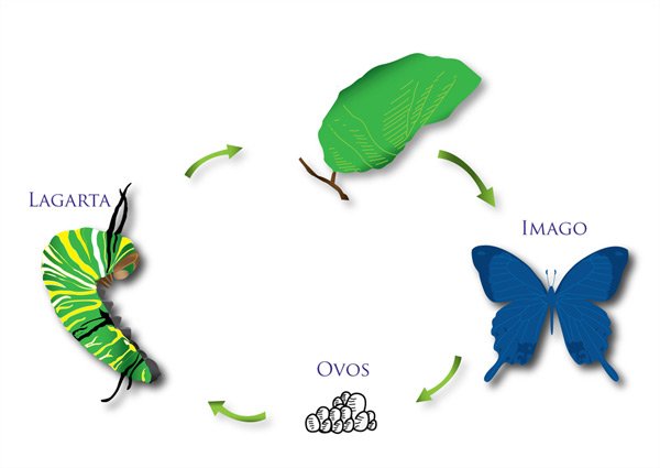 Ciclo de vida das borboletas