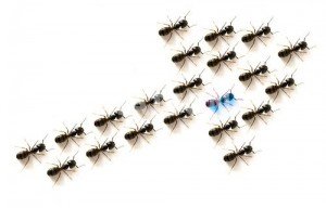 Como fazer o controle de formigas