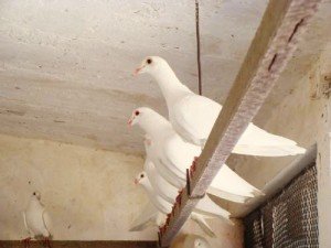 Belga - Tipos e raças de pombos