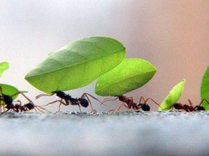 Quais tipos de formigas você deve se preocupar
