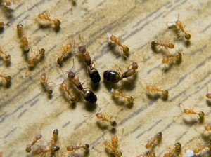 Quais tipos de formigas você deve se preocupar