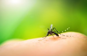 Zika Virus - Mosquito transmissor